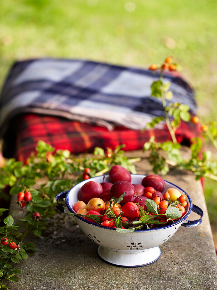 Geerntete Früchte und Beeren, Victoria Pflaumen, Äpfel, Hagebutten auf einer Bank im Garten mit Decken