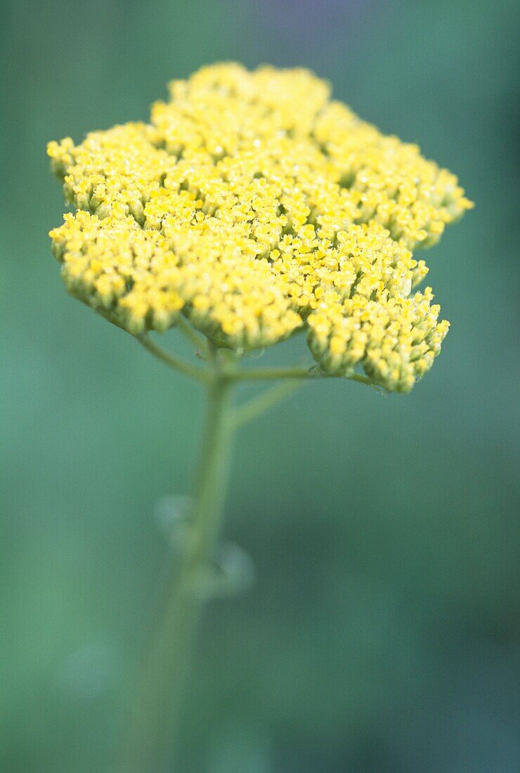 Yellow flowerhead Achillea filipendulina Gold Plate