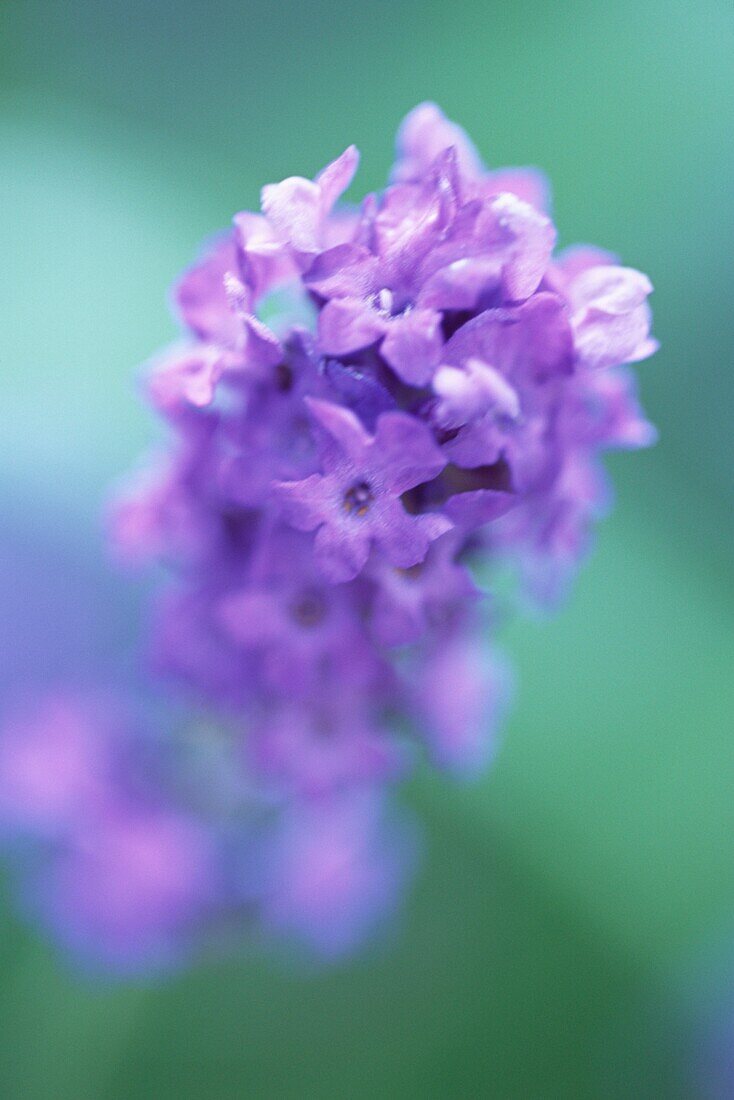Detail of purple flower in urban wildlife garden London