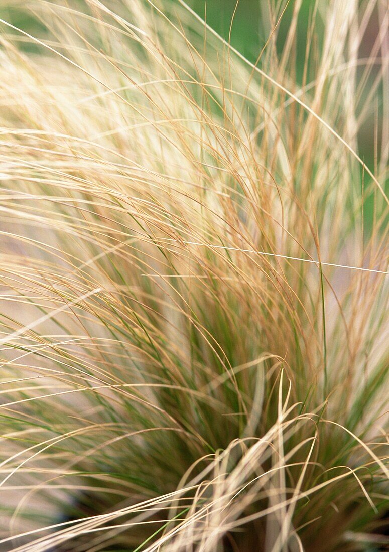 Close-up of grass stems in winter garden