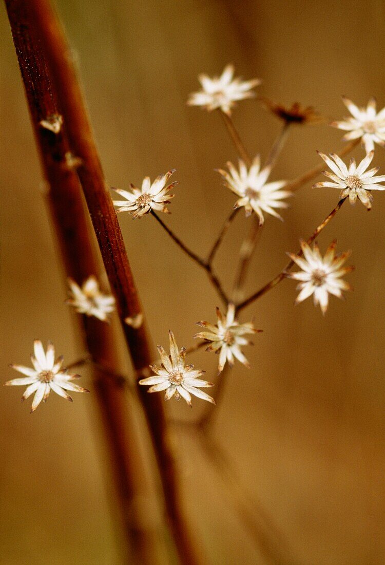 Winter flower heads in urban wildlife garden London