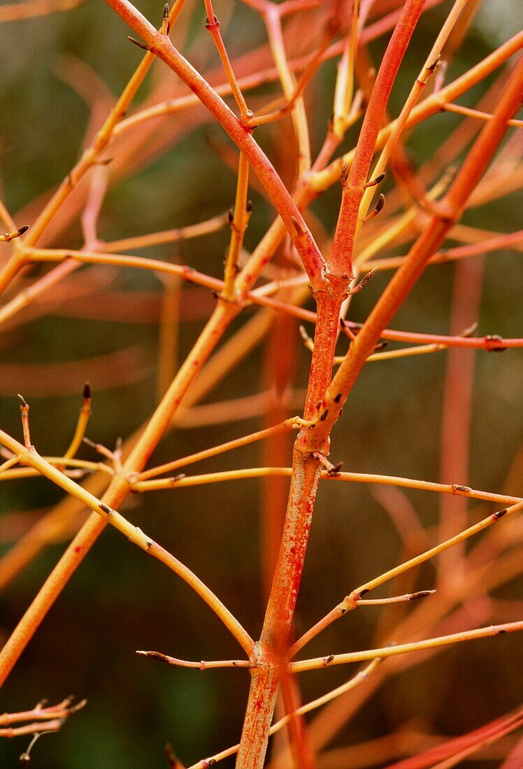 Winter stems of dogwood in urban wildlife garden London