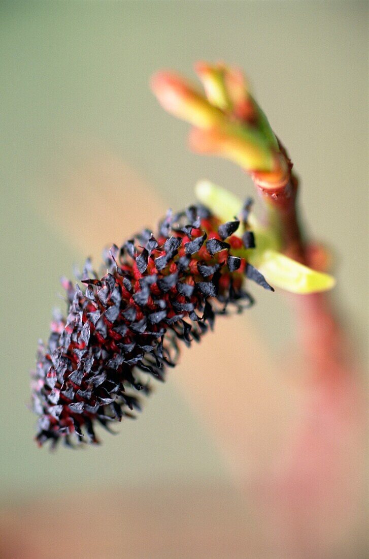 Winter flower heads in urban wildlife garden London