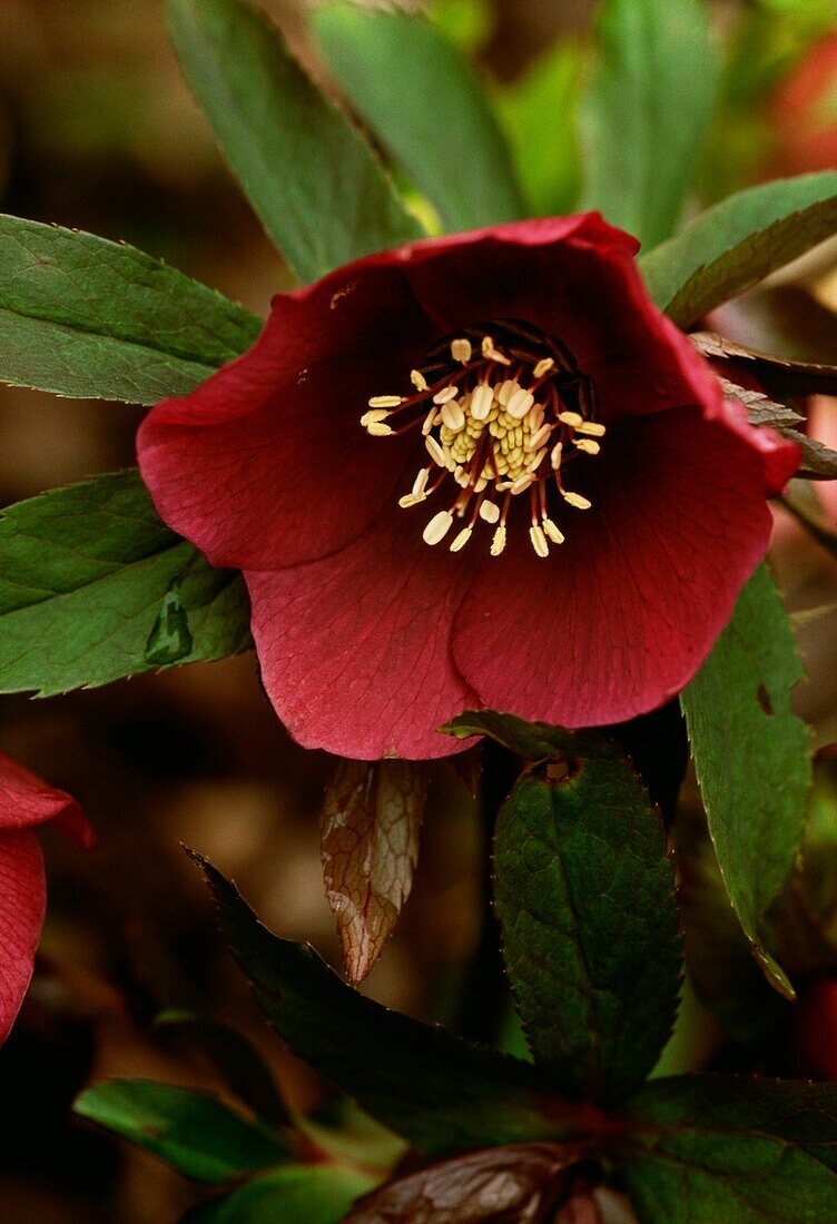 Detail of flower in winter urban wildlife garden Helleborus orientalis 'Red Lady'