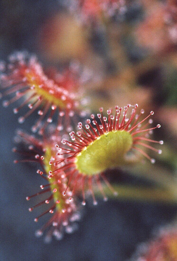 Close up of venus fly trap