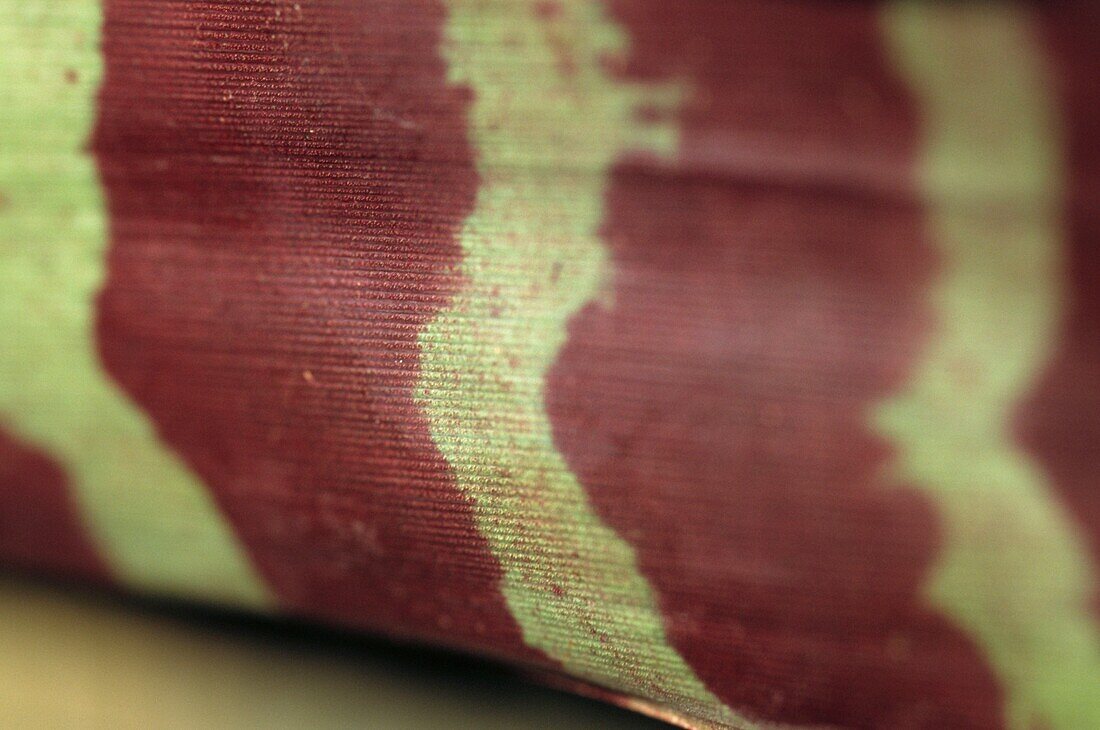 Textural pattern of a purplish-red and white striped leaf from a tropical plant