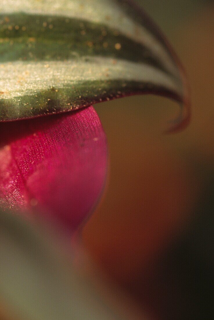 The silvery green and white leaf with a purple-tinged underside of the Tradescantia zebrina -Silver Inch Plant