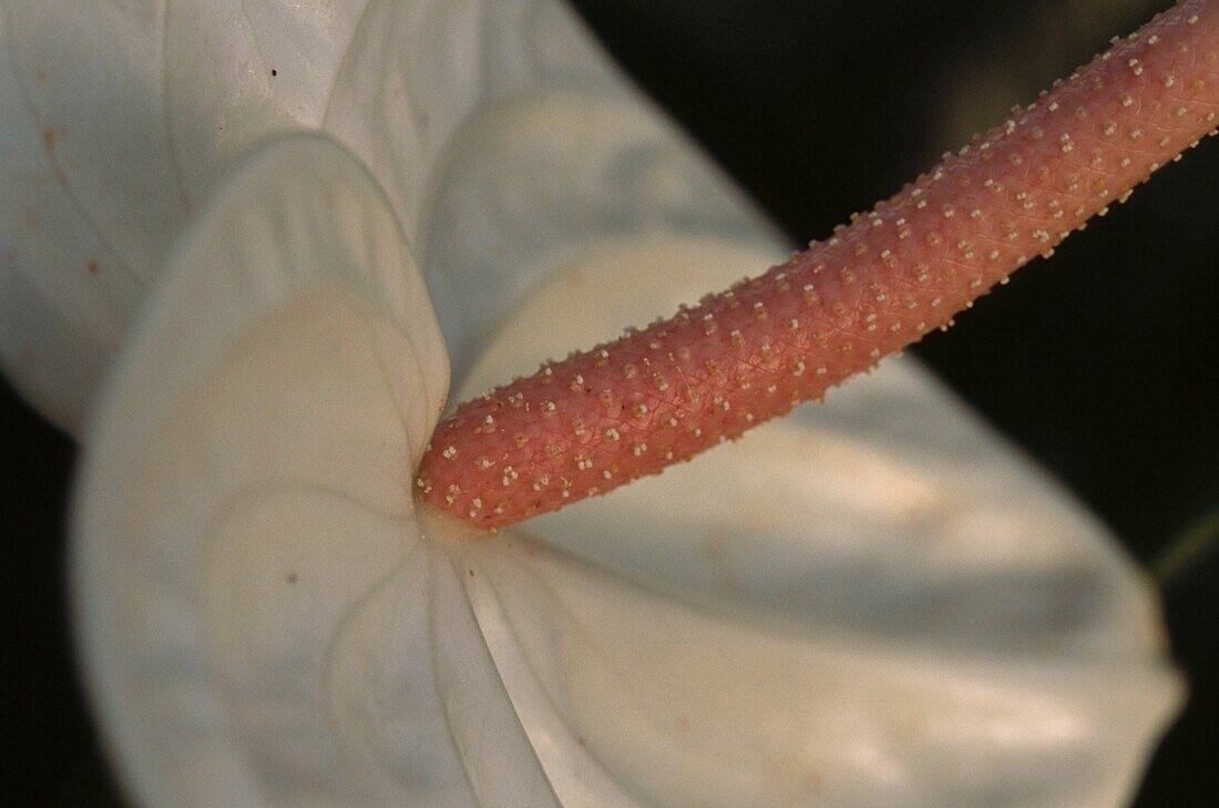 Eine weißlich-rosa Anthurium andraeanum cv.rodochlorum