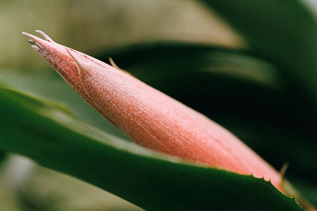 The pink bract of the Aechmea Fasciata