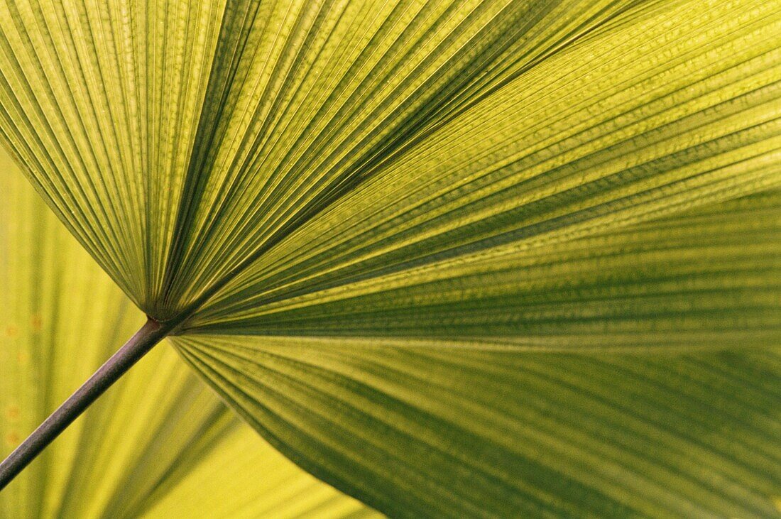 Nahaufnahme eines Palmwedels