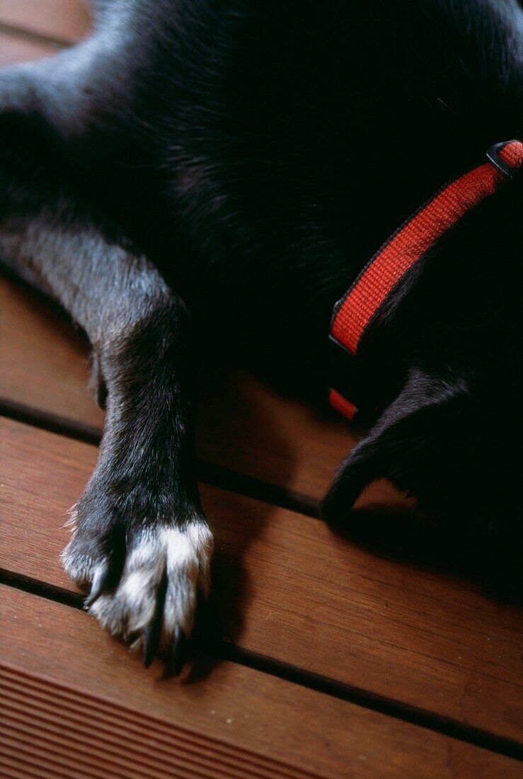 Schwarzer Hund schläft auf einer überdachten Terrasse