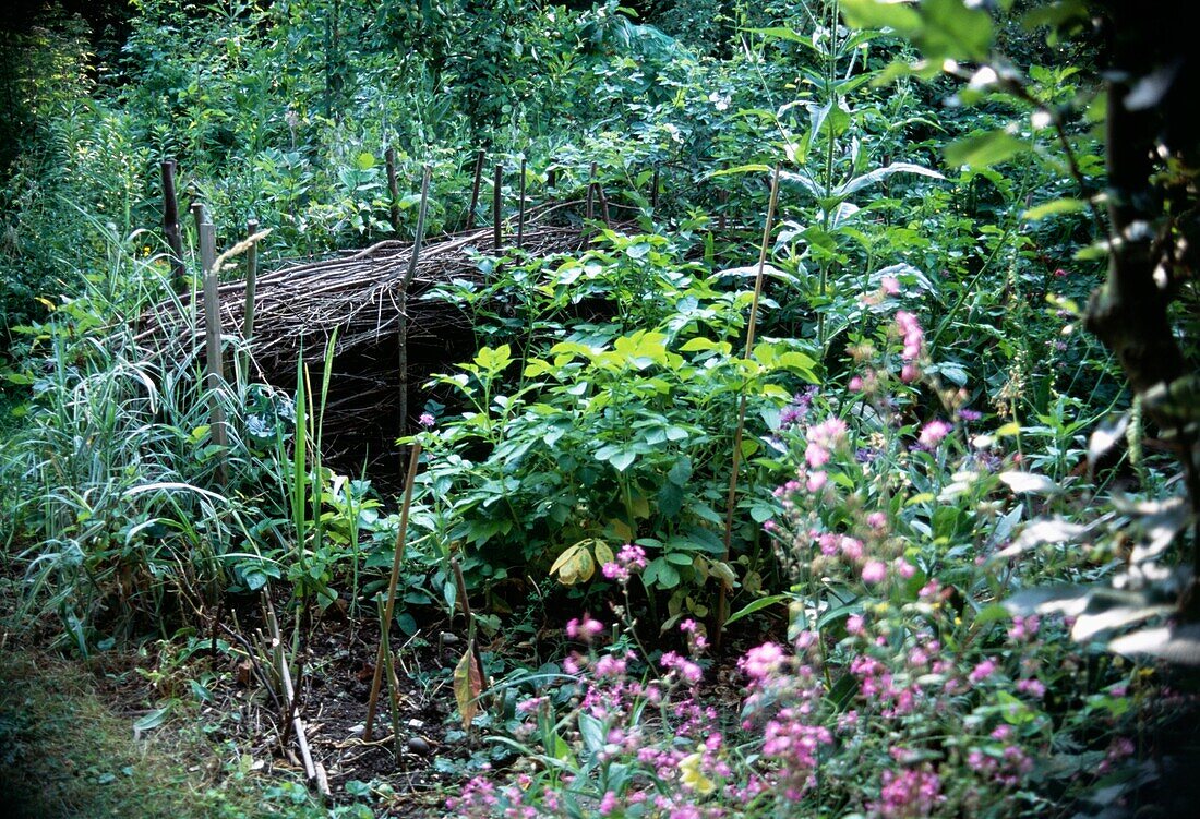 Brash hedge beside a vegetable patch makes a good wildlife habitat in urban wildlife garden London