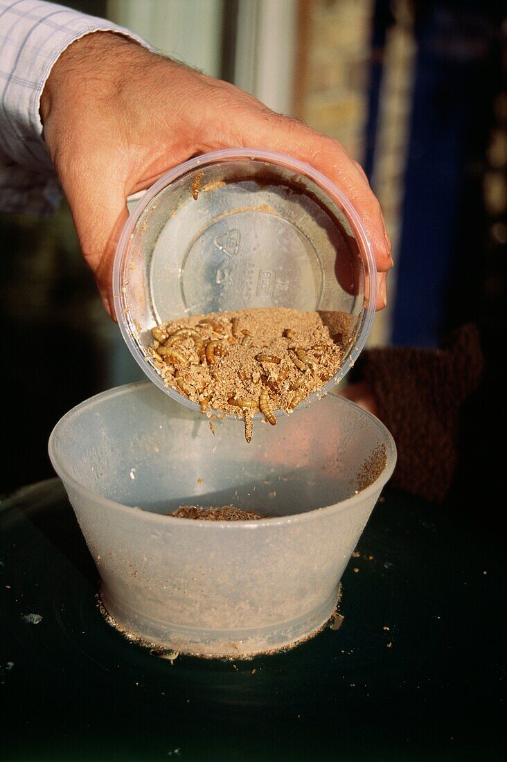 Pouring out mealworms into a bird feeder