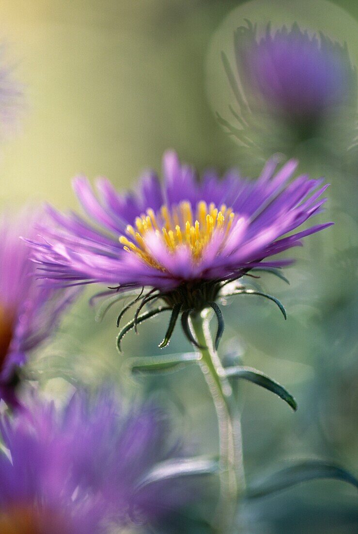 Purple and yellow flowers of Asteraceae Erigeron - Dunkelste Aller