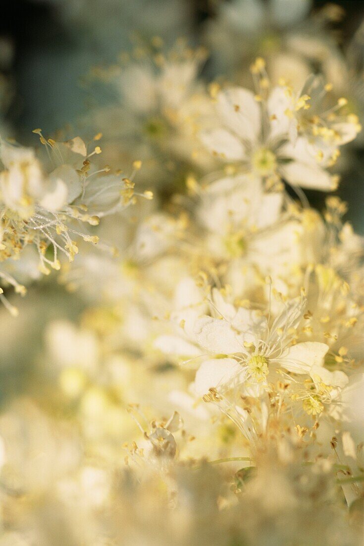 Close up of Filipendula ulmaria (Meadow Sweet) wildflowers