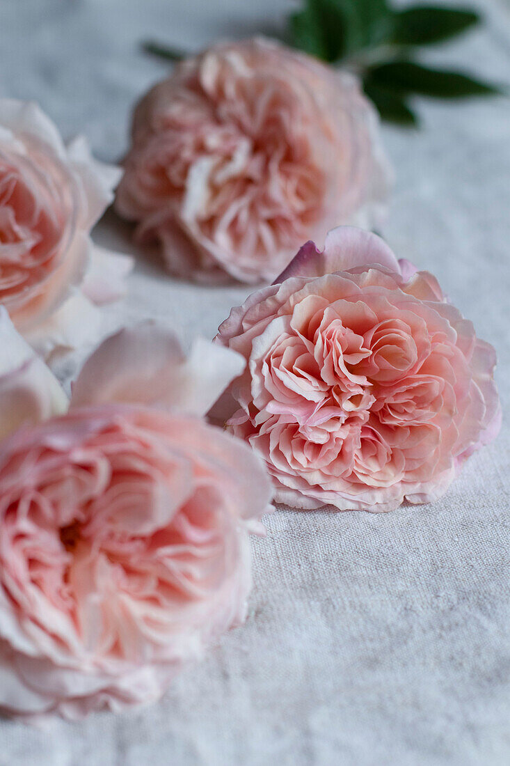 Close up of A Shropshire Lad rose