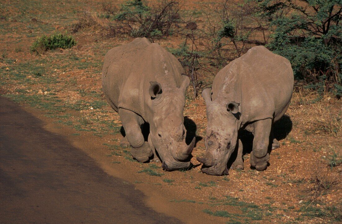 Breitmaulnashorn an einer Wasserstelle im Pilanesberg-Nationalpark in Südafrika