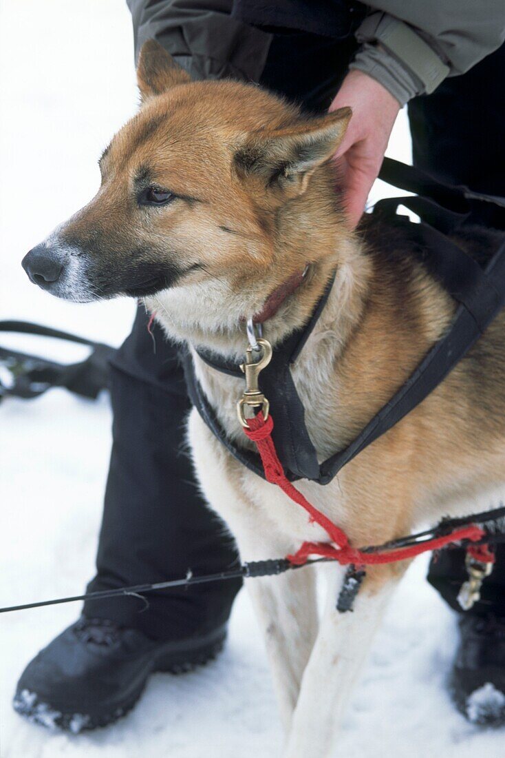 Working dogs on a dog sledding tour in Whistler Canada