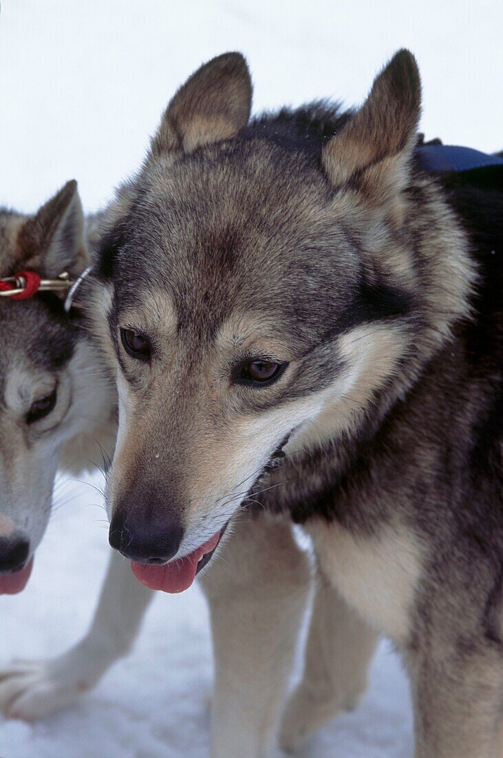 Working dogs on a dog sledding tour in Whistler Canada