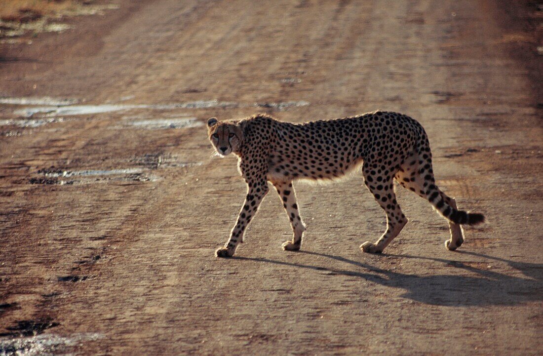 Cheetah walking across a road on game reserve
