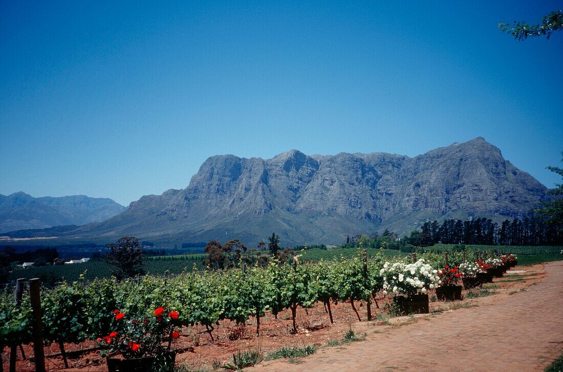 View of mountains from vineyard in Cape Town