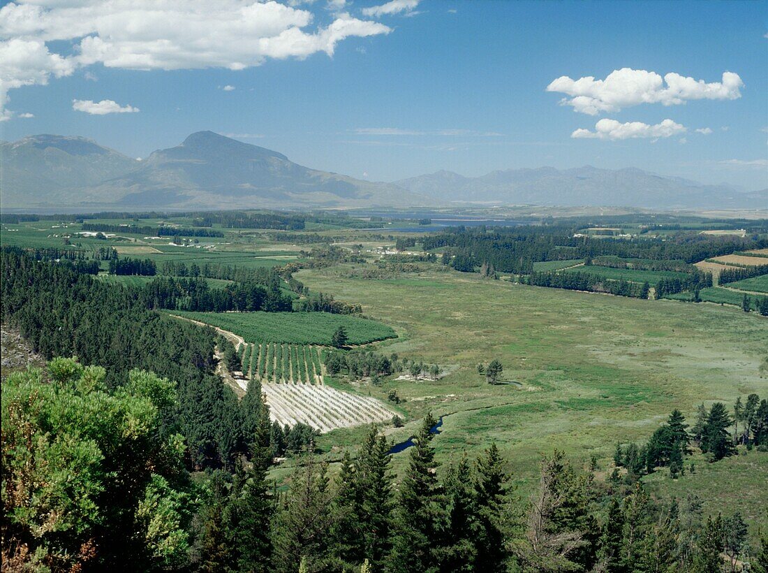 Blick auf die Berge von einem Weinberg in Südafrika aus