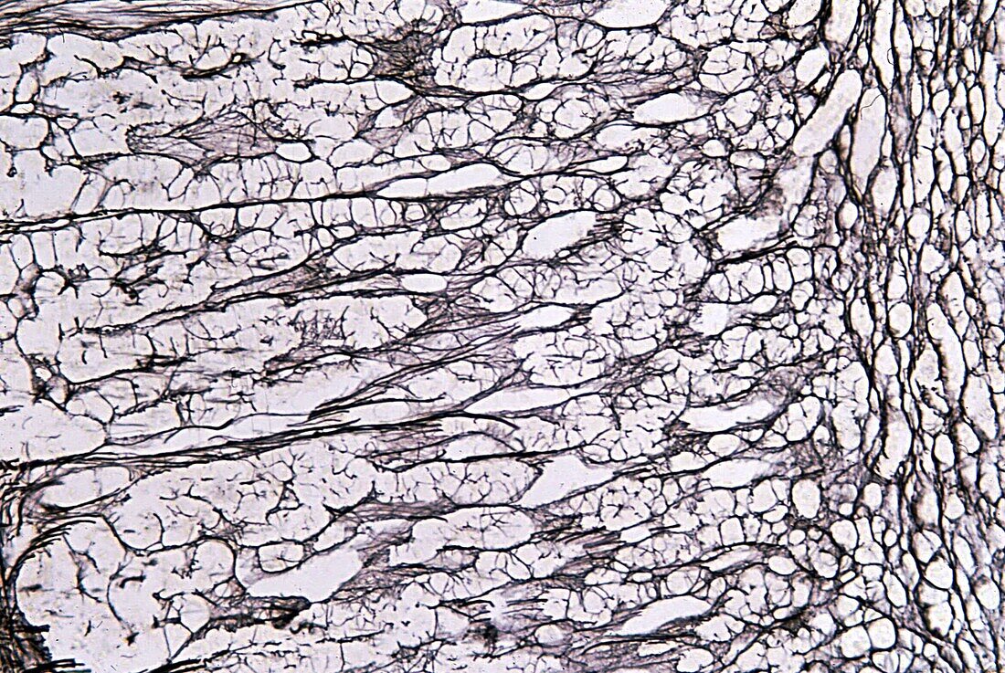 Human adrenal gland cortex, light micrograph