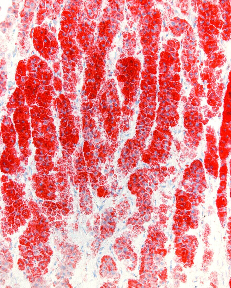 Adrenal gland cortex, light micrograph