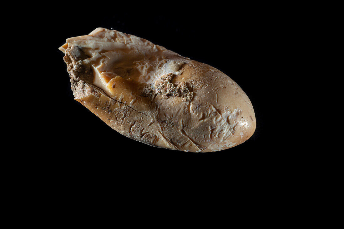 Prehistoric deer tooth, Grotte Mandrin, France