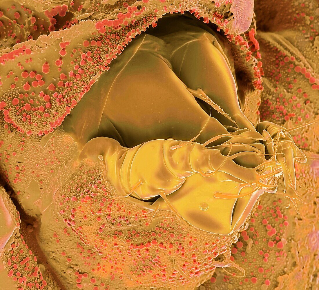 Soil mite mouth parts, SEM