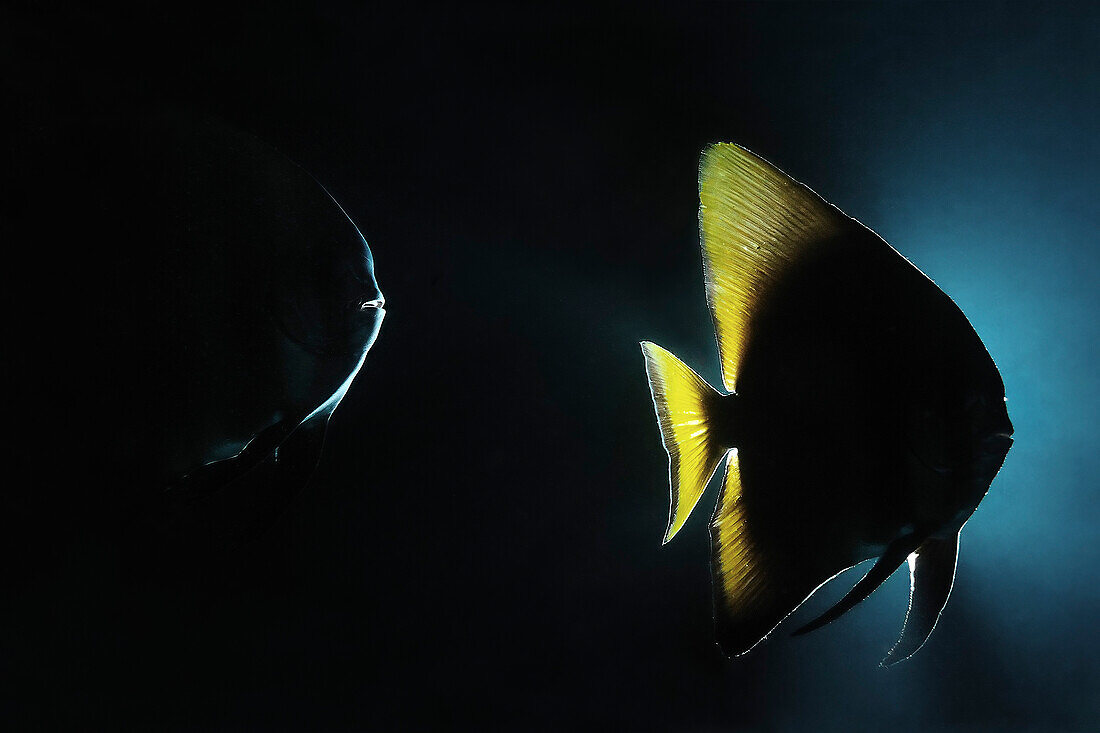 Two batfishes at night, Indonesia