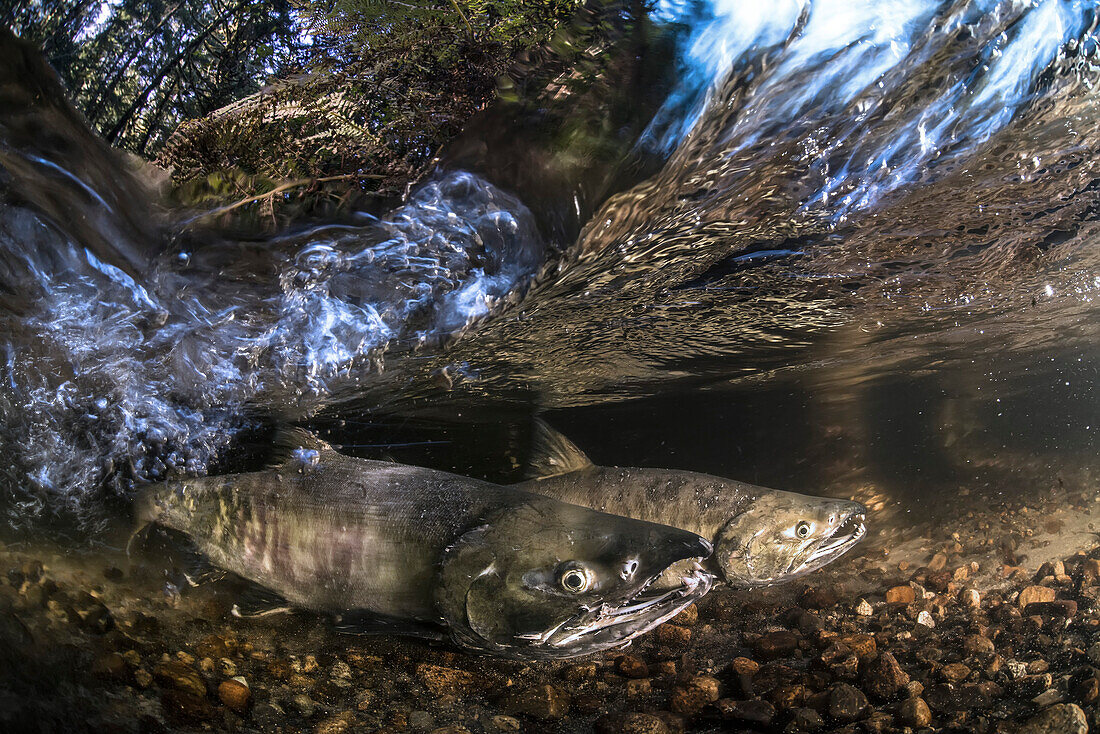 Chum salmons in Granite Bay, British Columbia, Canada