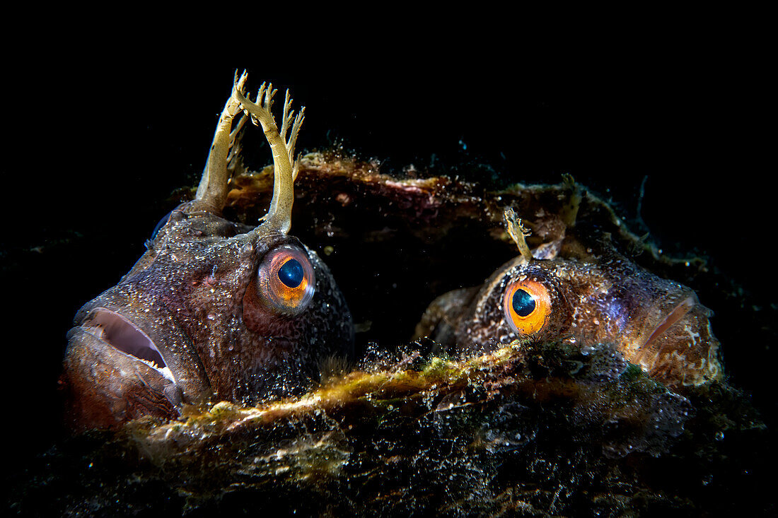 Couple of butterfly blenny