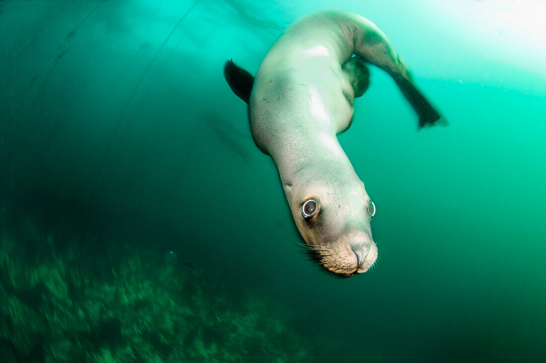 Steller sea lion