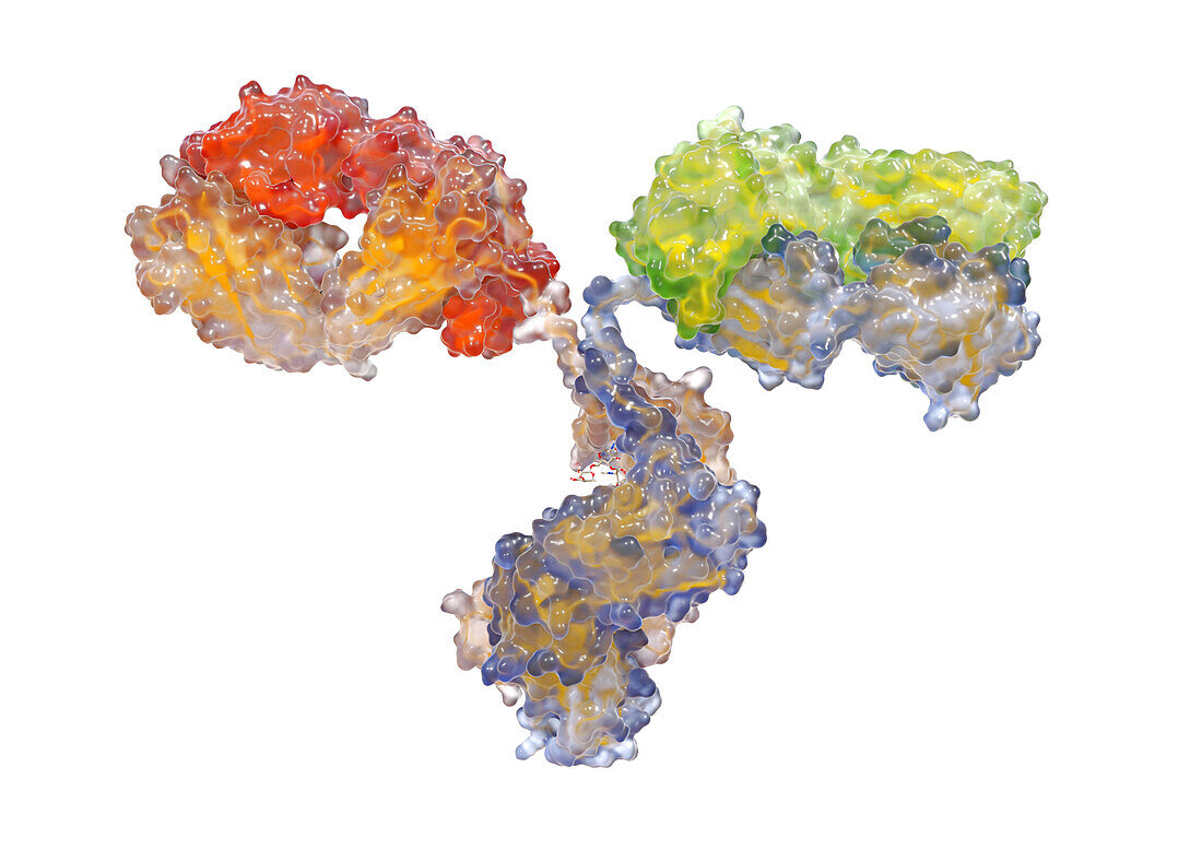 Antibody, illustration