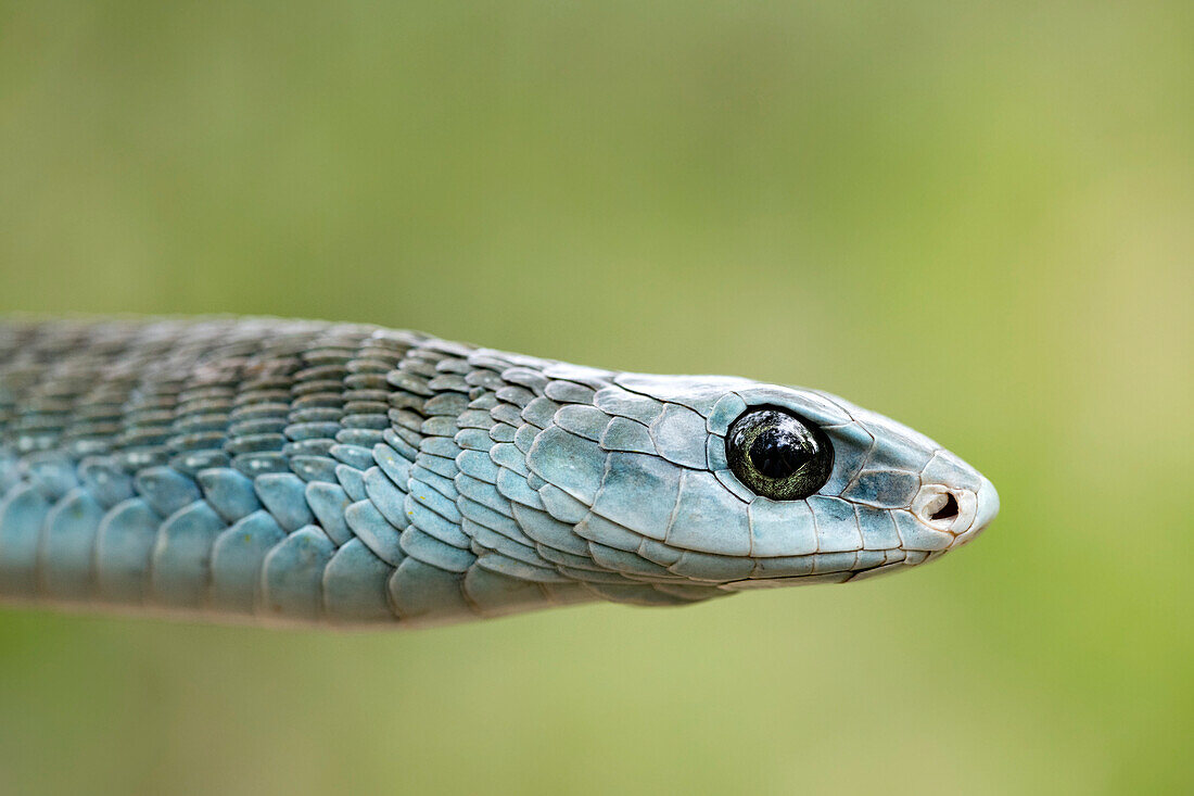 Boomslang with inflated neck
