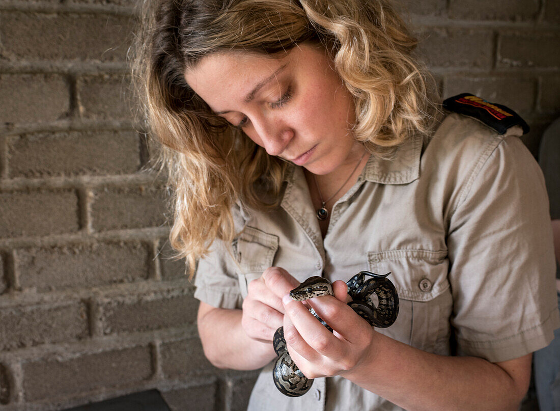 Veterinarian treating injured rock python