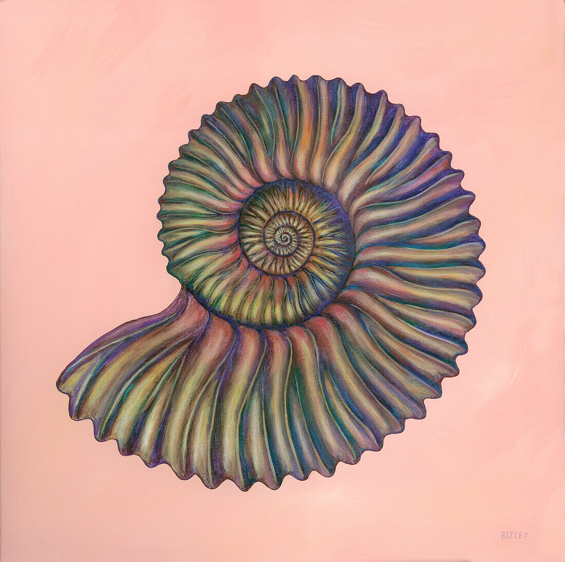 Peltoceratoides ammonite, illustration
