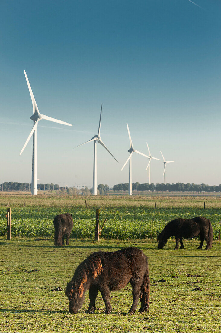 Horses grazing in front of wind turbines