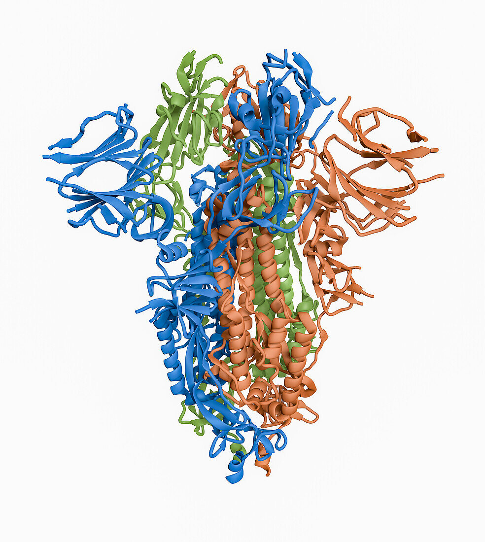 SARS-CoV-2 spike protein closed conformation, molecular model