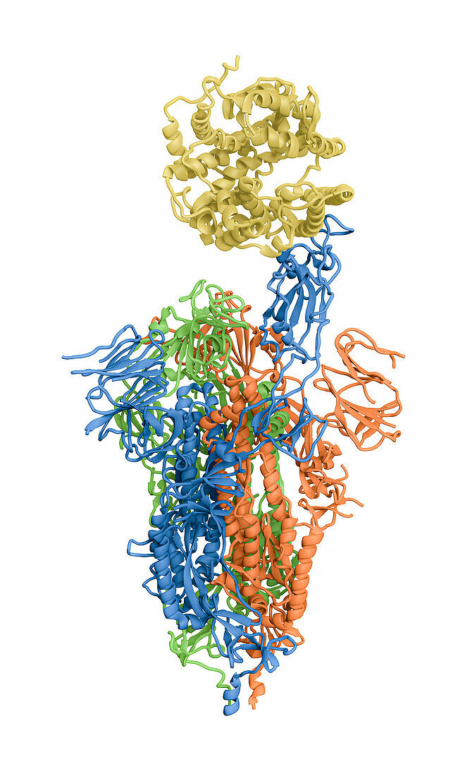 SARS-CoV-2 spike protein bound to receptor, molecular model