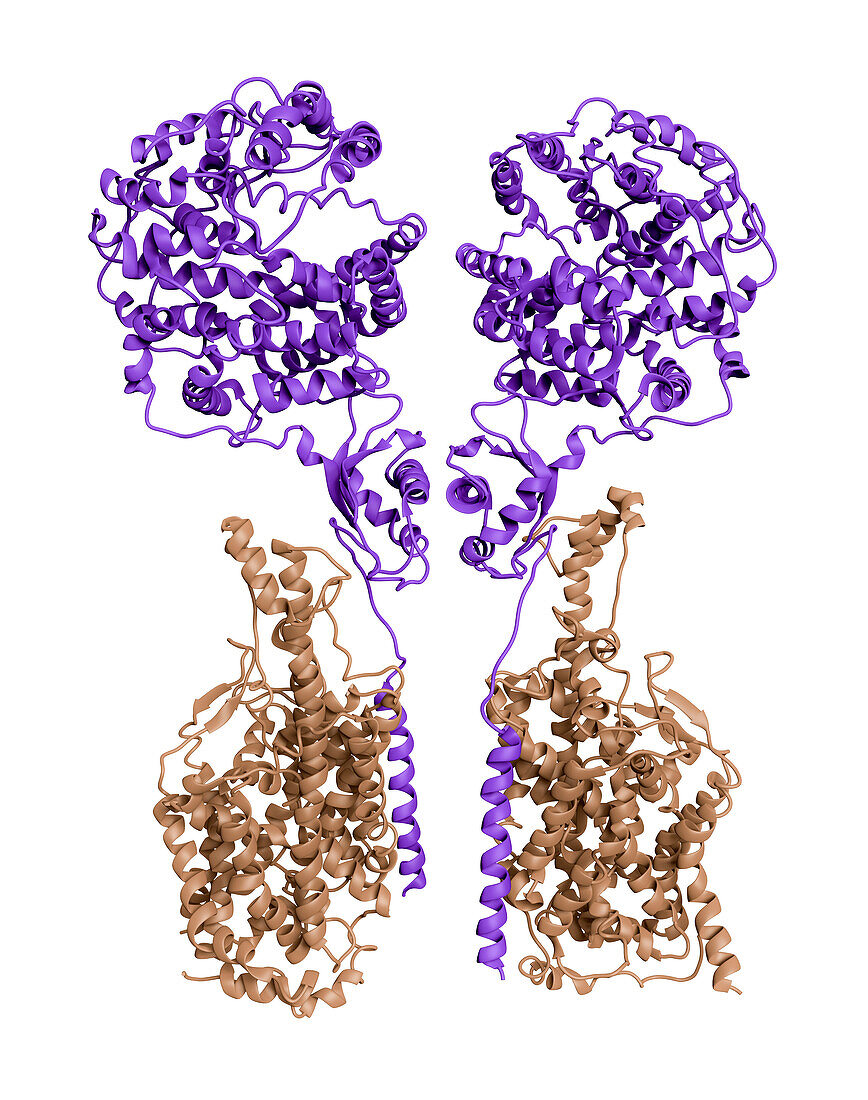 ACE2-amino acid transporter complex, molecular model