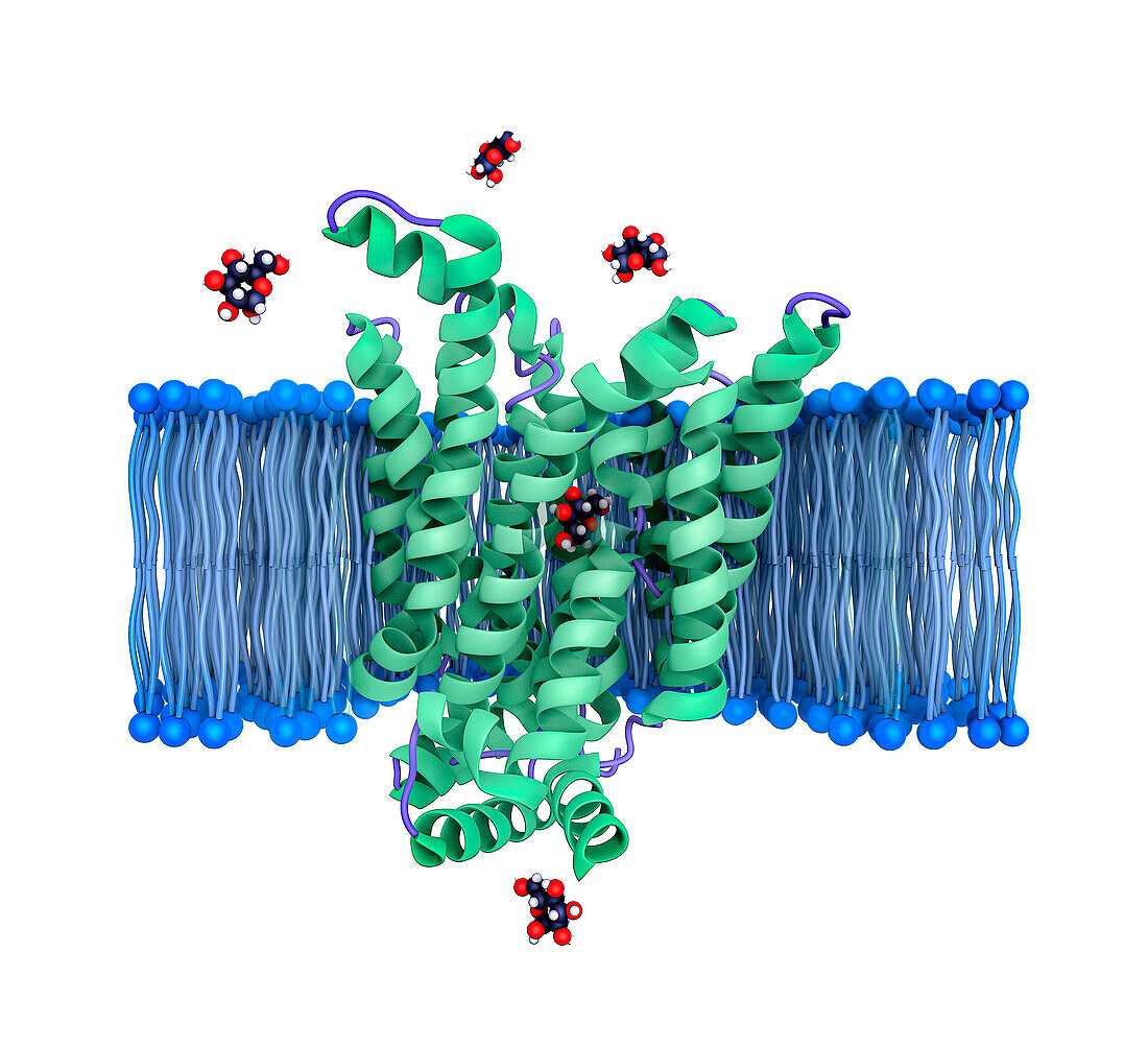 Glucose membrane transporter, molecular model
