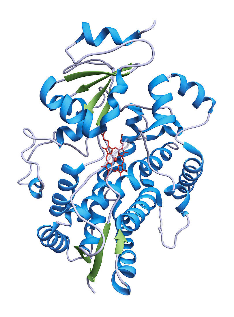 Redox enzyme cytochrome P450 3A4, molecular model
