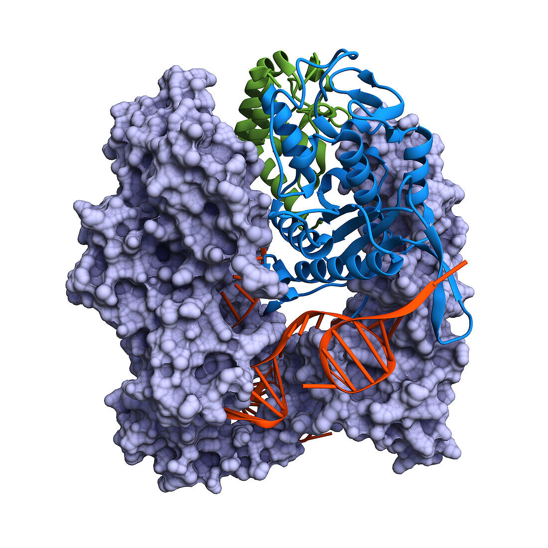 CRISPR Cas9 protein complexed with guide RNA, molecular model