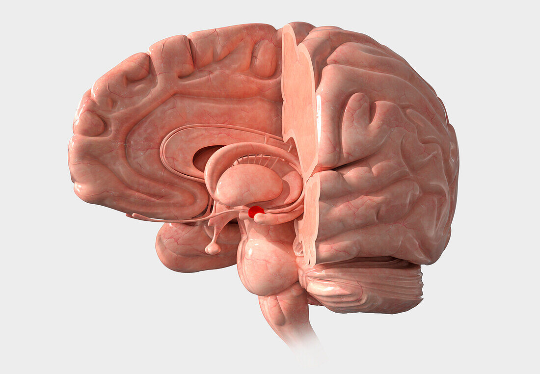 Amygdala in the brain, illustration