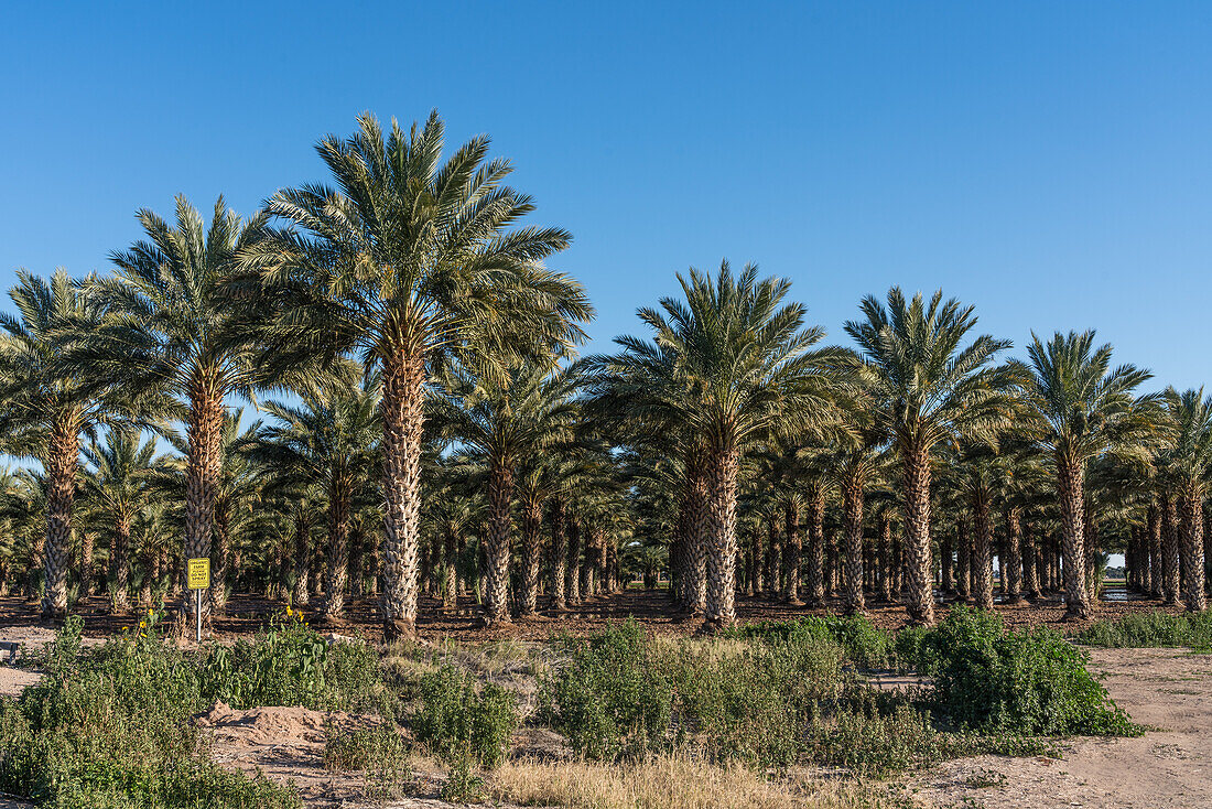 Grove of organic date palms
