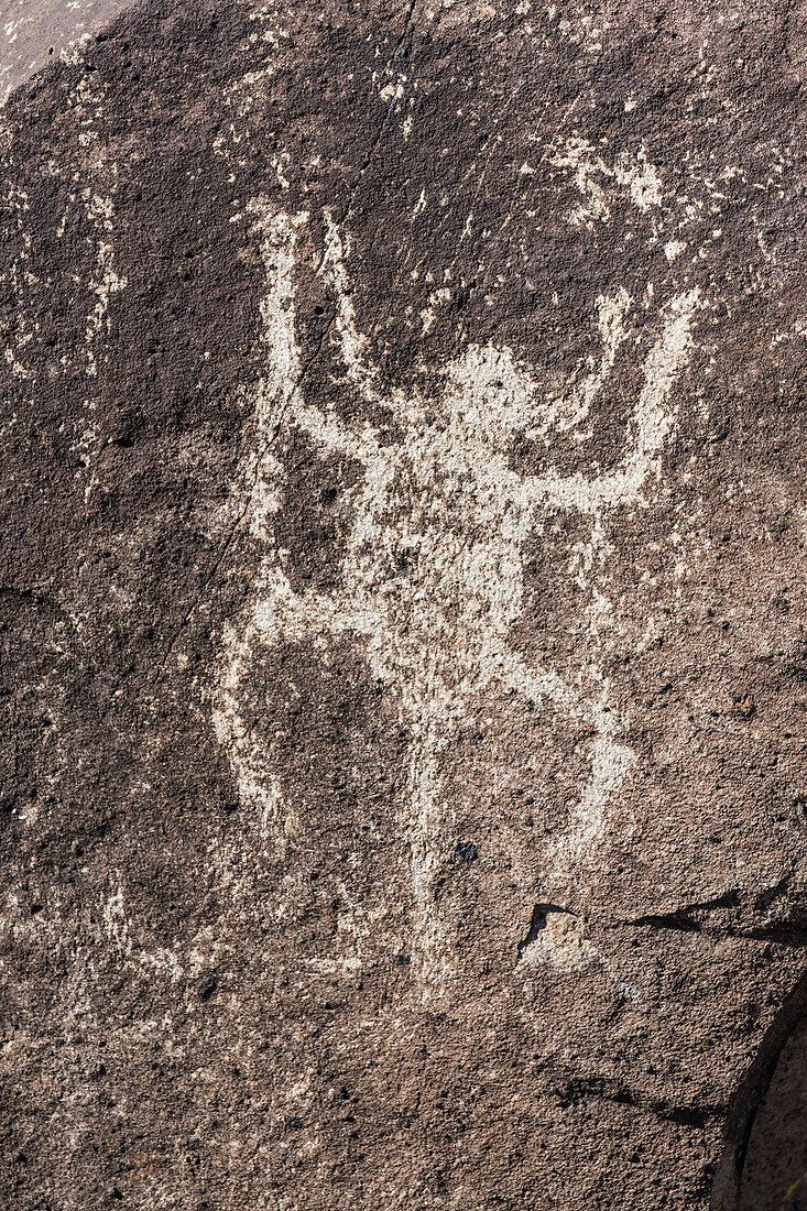 Petroglyph of an insect, New Mexico, USA