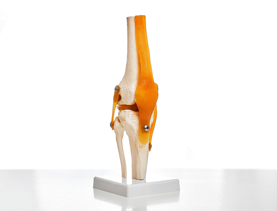 Anatomical model of the knee