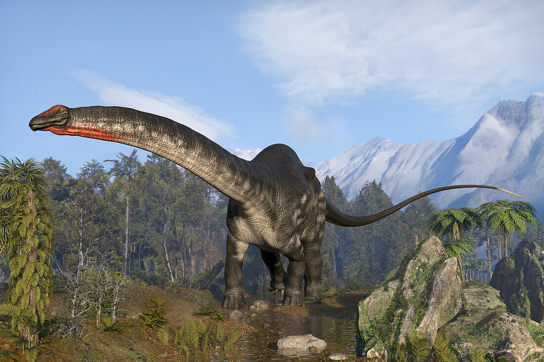 Apatosaurus dinosaur, illustration